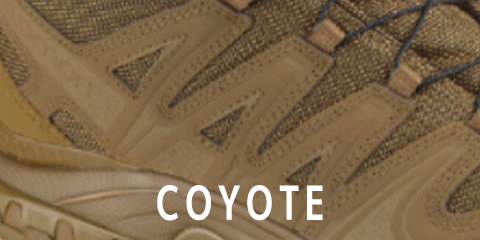Coyote